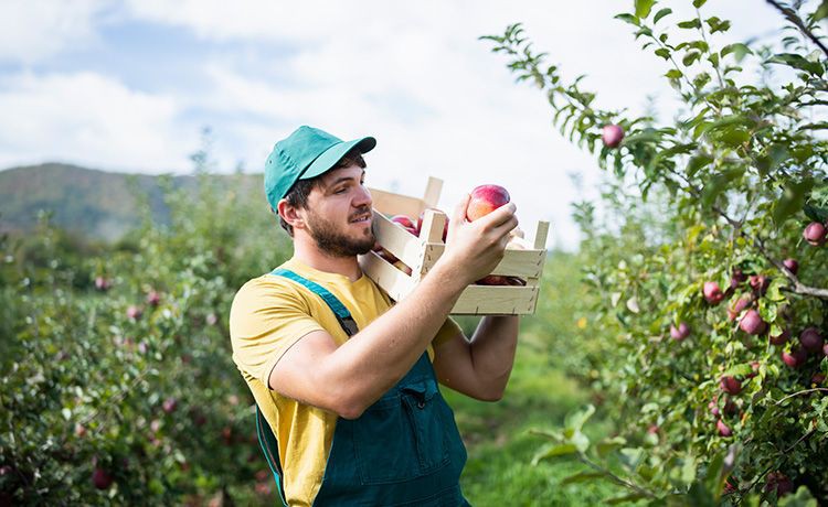 Ein junger Gärtner erntet Äpfel von einem Apfelbaum.