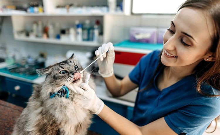 Junge tiermedizinische Fachangestellte nimmt eine Speichelprobe von einer Katze.