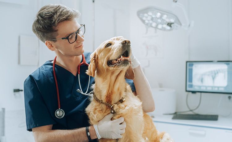 Tierarzt untersucht einen Hund in seiner Praxis.