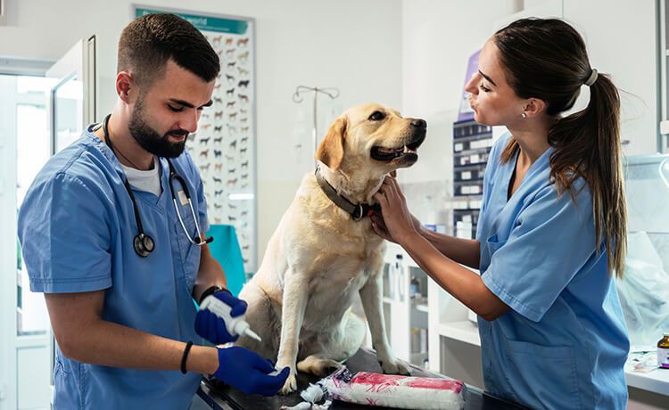 Zwei tiermedizinische Fachangestellte kümmern sich um einen Hund.