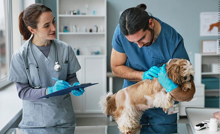 Junge Tiermedizinische Fachangestellte assistiert einem Tierarzt bei der Untersuchung eines Hundes.
