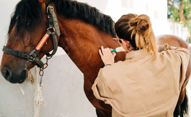 Tierheilpraktikerin löst Muskelverspannungen des Pferdes durch "Schröpfen".